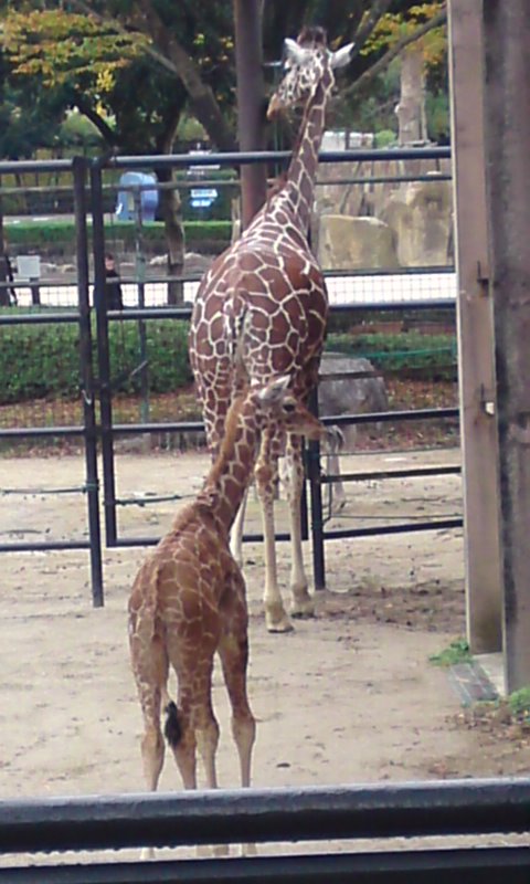 生後２ヶ月のキリンの赤ちゃんです くろすけのビジュアル動物大図鑑 Zoo っと一緒